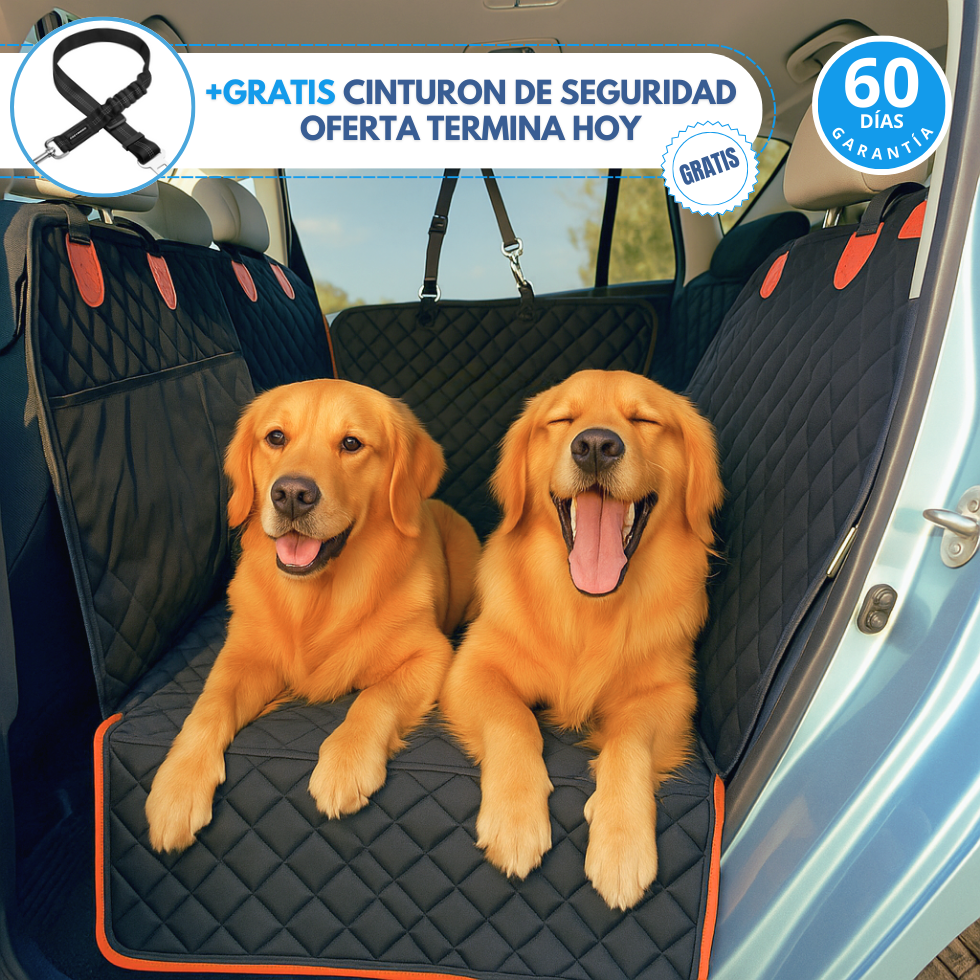 ROYALPET | ¡Aventuras sin pelos con tu amigo de cuatro patas!